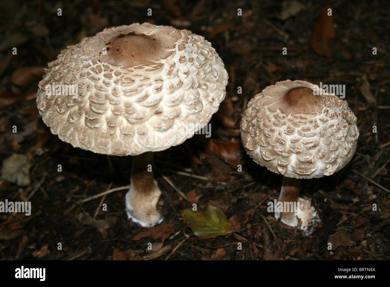Champignons Macrolepiota rhacodes Shaggy Parasol prise à Eastham Country Park, Wirral, UK Banque D'Images