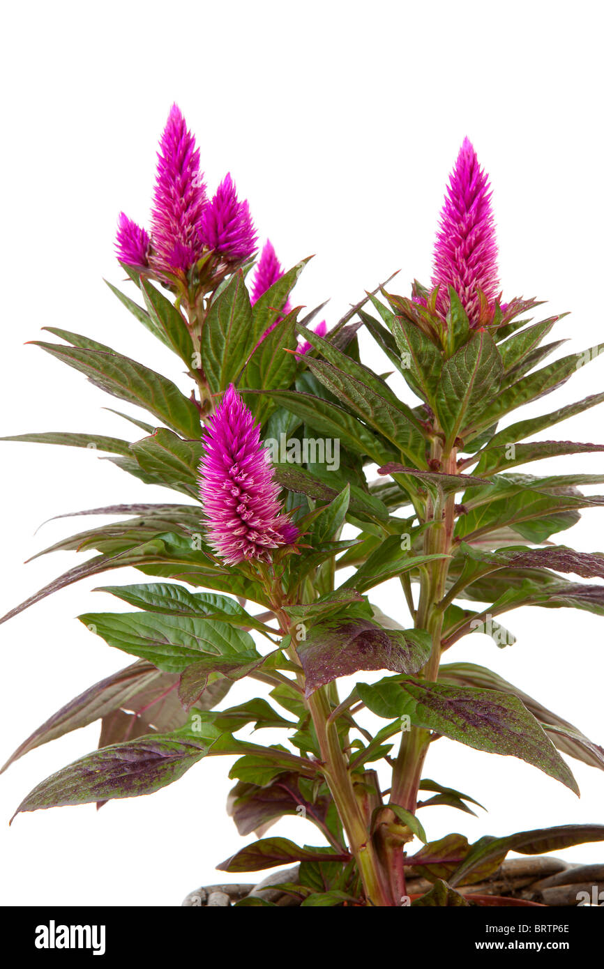 Celosia Venezuela rose plante en libre isolé sur fond blanc Banque D'Images