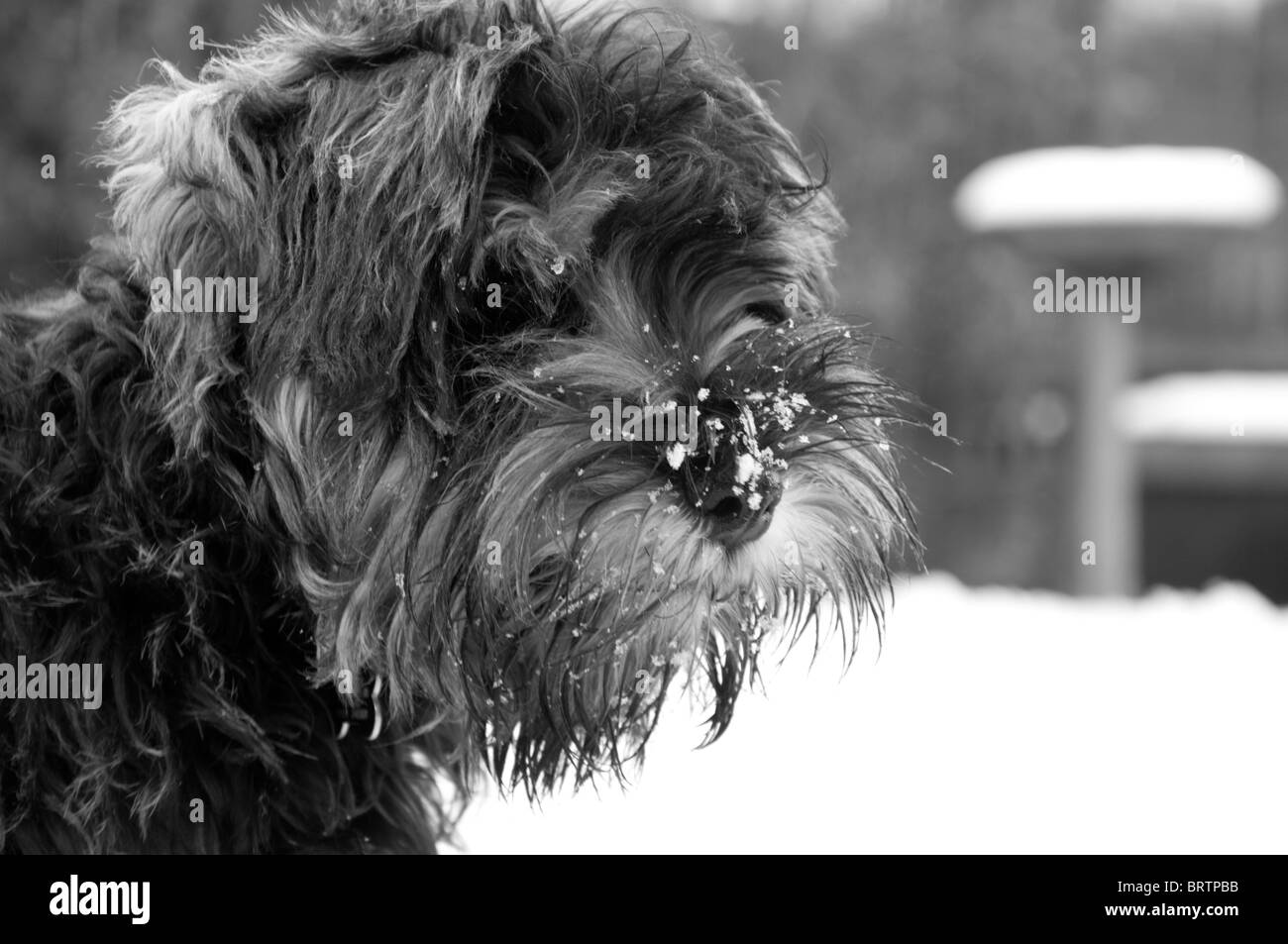 Mini schnauzer Banque D'Images