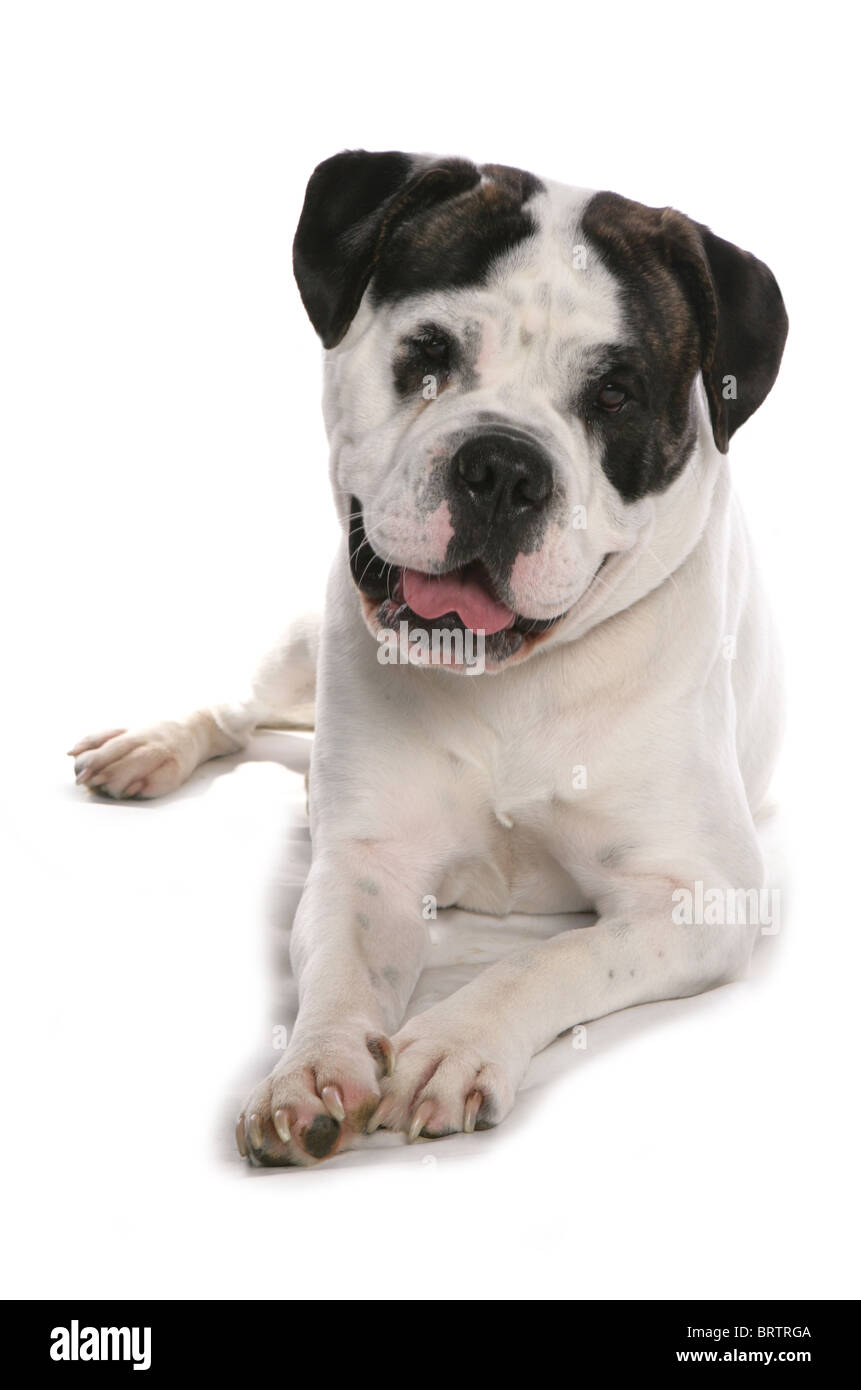 Vieux Bulldog Anglais adulte seul couché dans un studio UK Banque D'Images