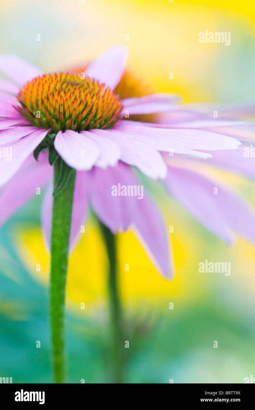 Close-up, portrait de droit d'une seule fleur Echinacea purpurea rose également connu sous le nom de l'échinacée. Banque D'Images