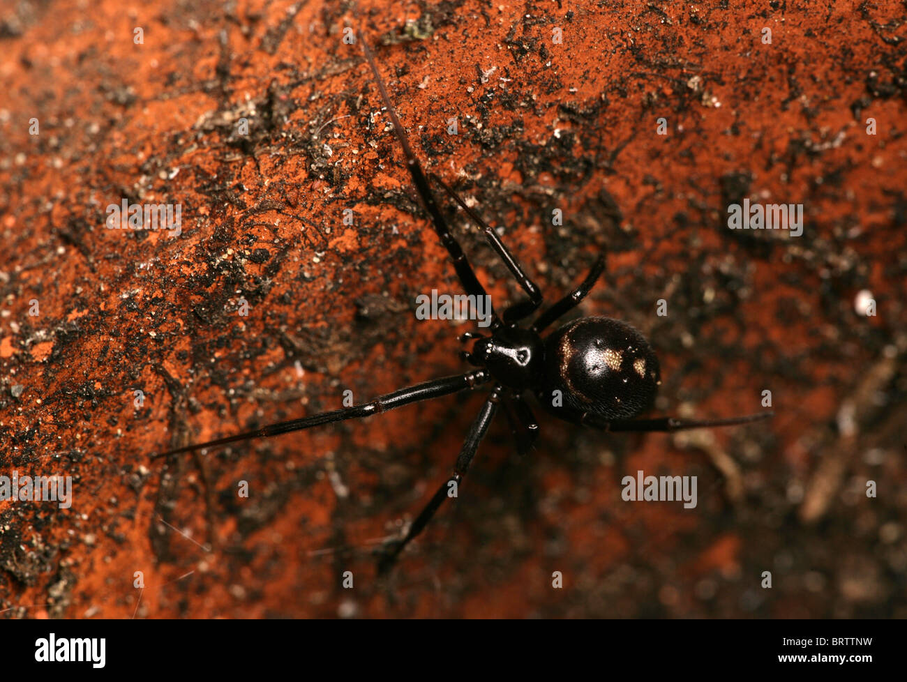 Fausse araignée veuve noire Steatoda grossa adulte seul dans un pot de fleurs vide le Hampshire, au Royaume-Uni Banque D'Images