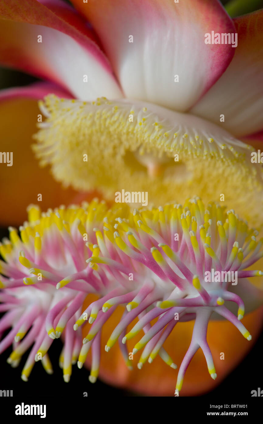 Cannon Ball Tree flower Banque D'Images