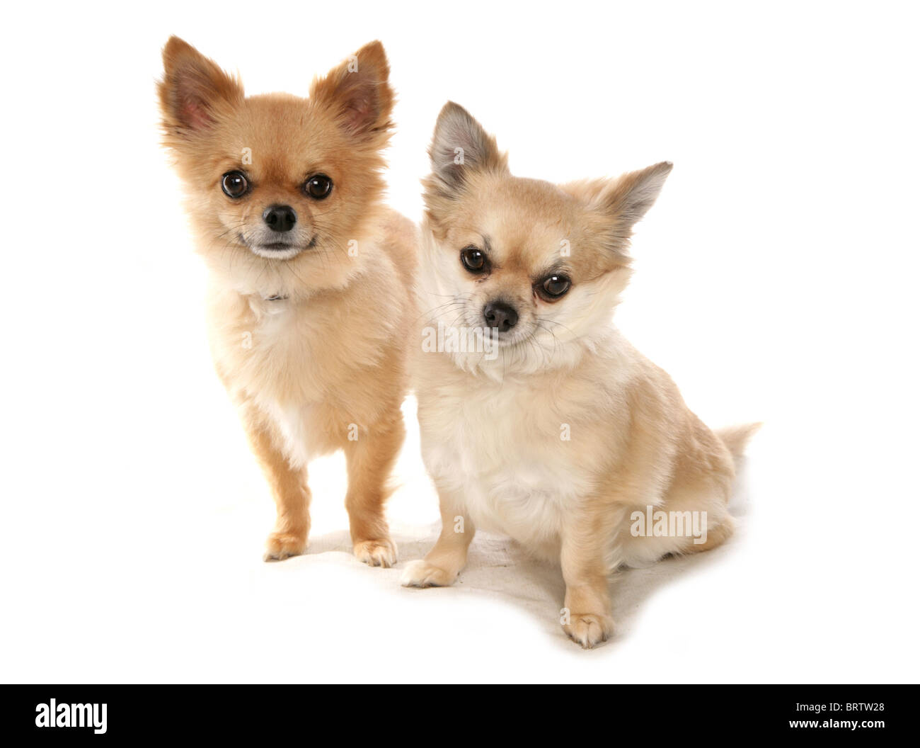 Chihuahua Deux adultes assis en studio UK Banque D'Images