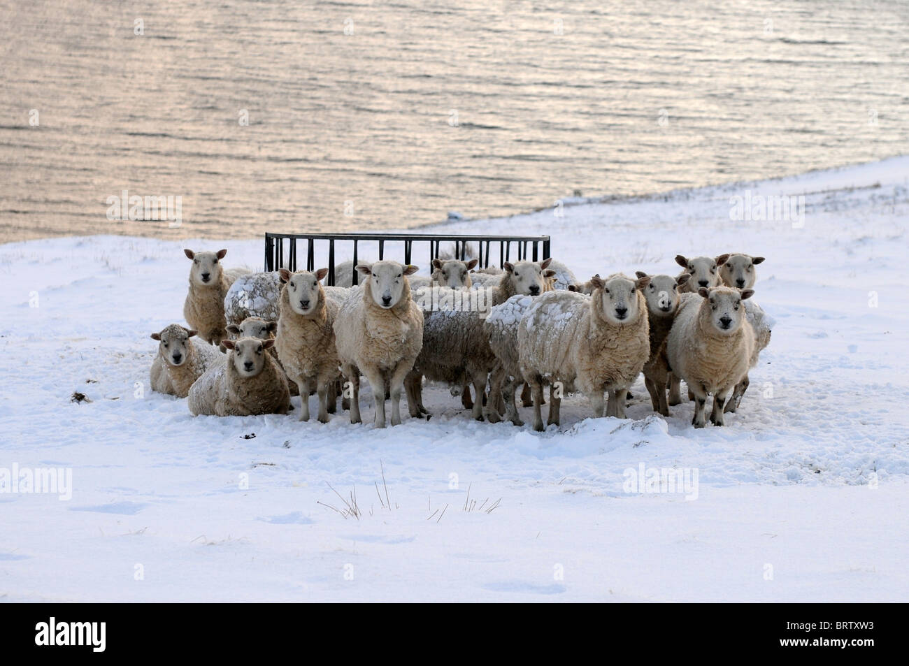 Les moutons dans la neige en attente sur feed Banque D'Images