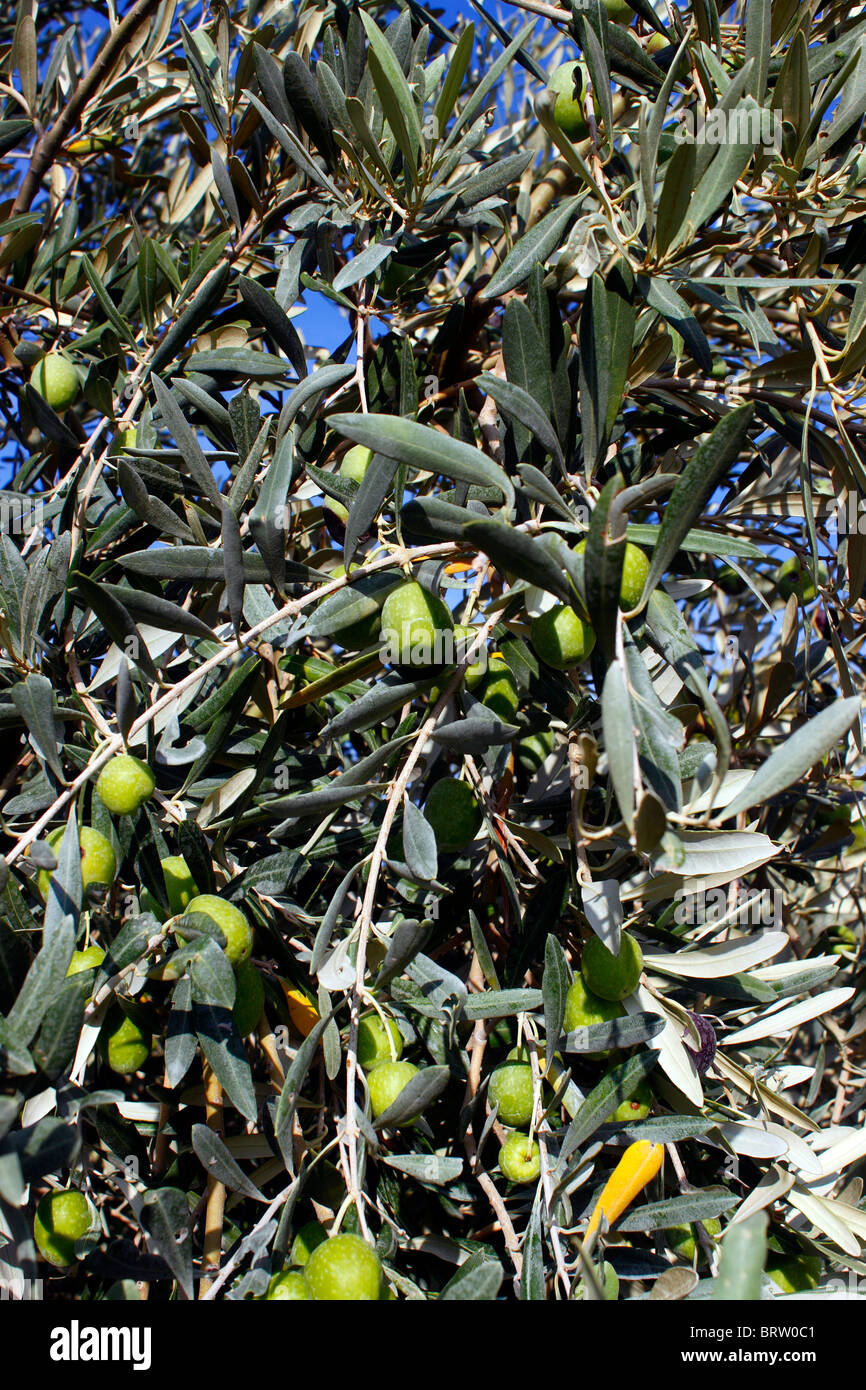 GREEN OLIVES GRECQUES CROISSANT SUR L'arbre. L'OLEA EUROPAEA. Banque D'Images