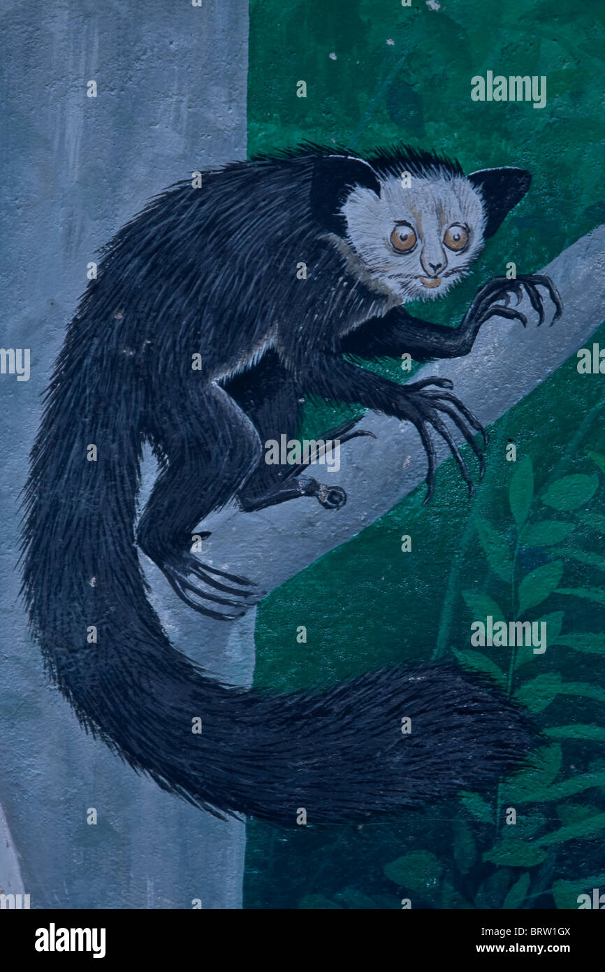 Peinture de l'aye aye Daubentonia madagascariensis. Comme squelette doigt utilisé pour extraire les larves d'insectes de Madagascar. Banque D'Images