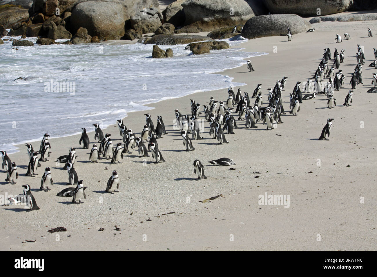 Colonie de pingouins Jackass à cailloux en Afrique du Sud Banque D'Images