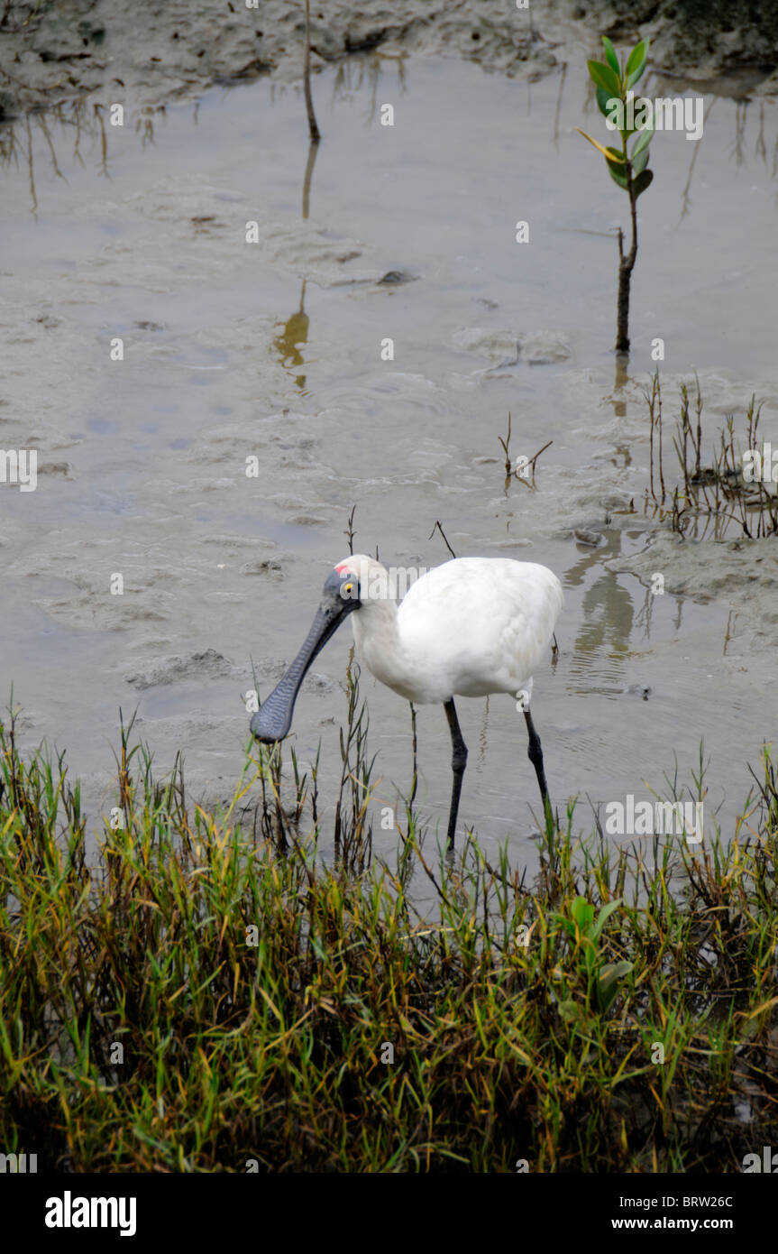 Un Royal Spoonbill dans les vasières le long de la côte à Cairns, Queensland, Australie Banque D'Images