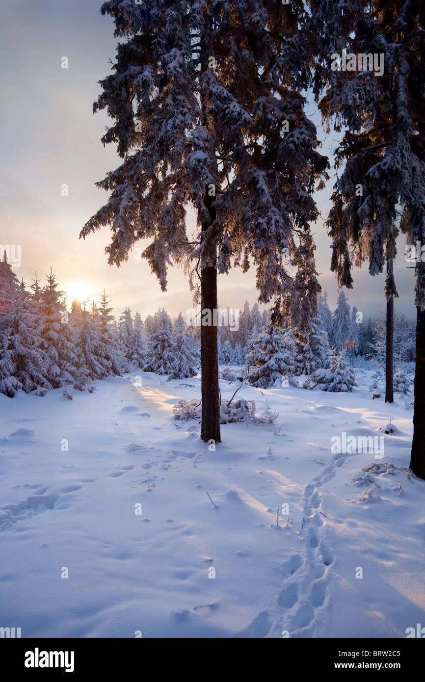 Dans les montagnes de la forêt d'hiver Banque D'Images