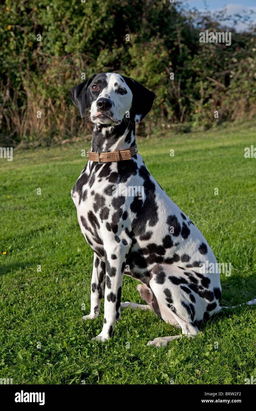 Noir et blanc tacheté dalmation Waterloo Kennels UK Banque D'Images