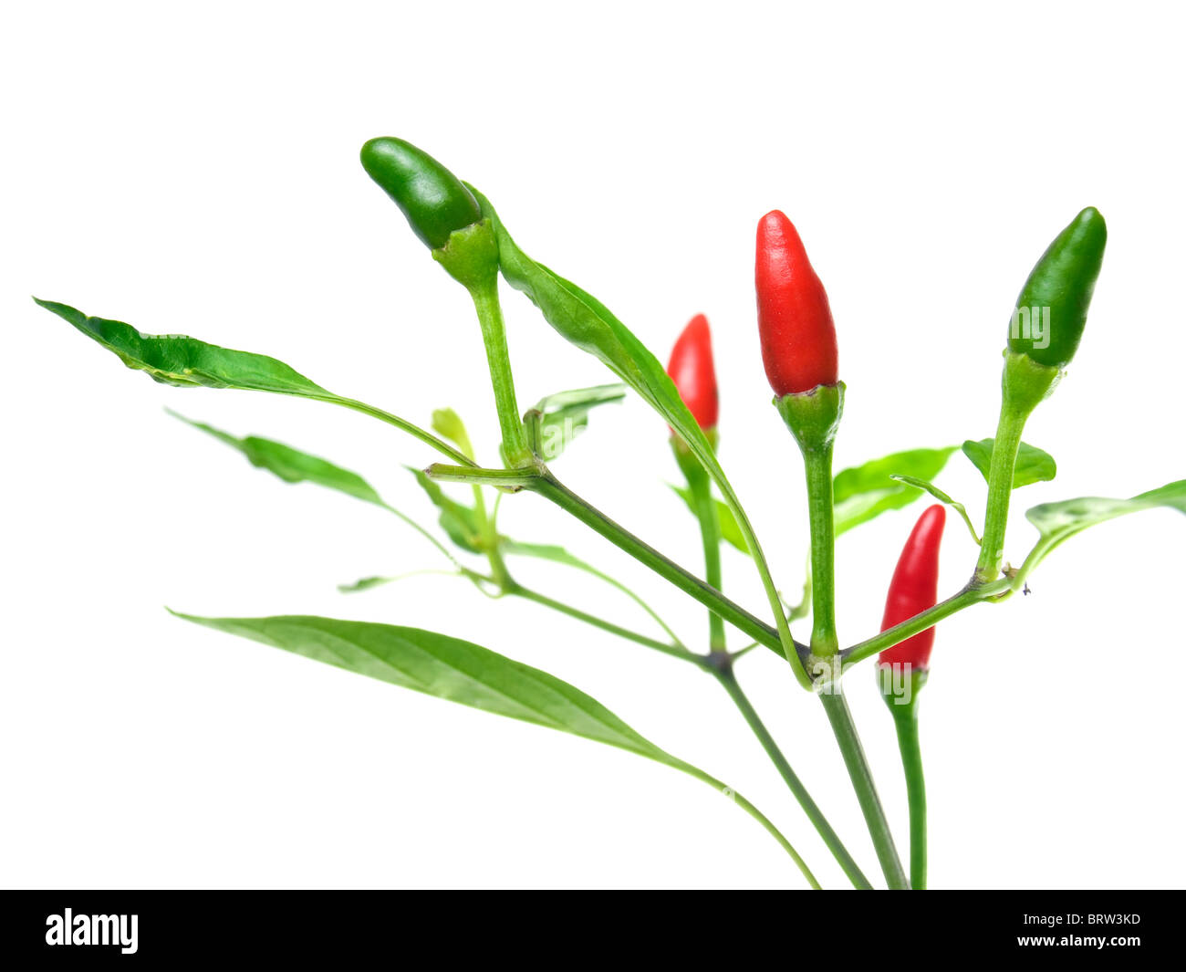 Hot Chili Peppers sur l'usine, isolé sur fond blanc Banque D'Images