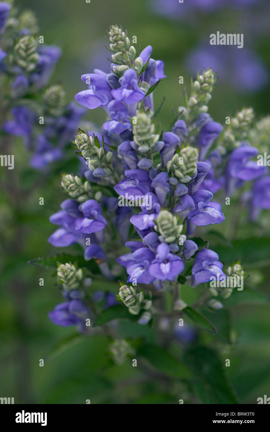 Scutellaria incana Banque D'Images