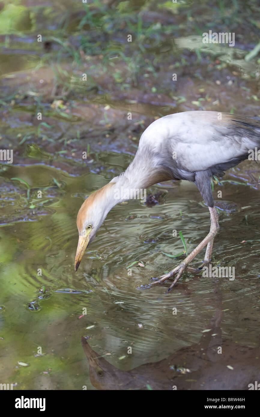 Egret Aigrette Oiseau 'Bétail' 'Bird' de l'eau Orange Blanc Gris" de l'animal de la Faune La faune de la Volière des 'réserve' Nature Cute Banque D'Images
