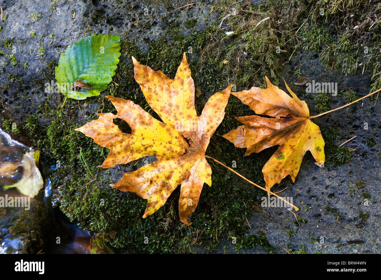 Feuilles d'érable, le peuplier à grandes dents dans la chaîne des Cascades en Oregon Banque D'Images