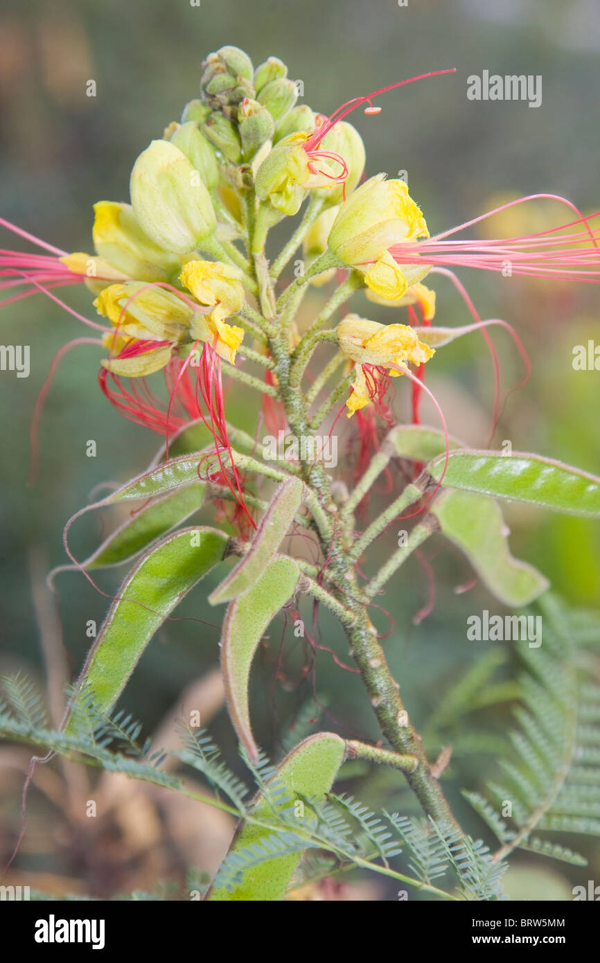 Caesalpinia gilliesii ou l'oiseau de paradis à fleur avec les coupelles de semences Banque D'Images