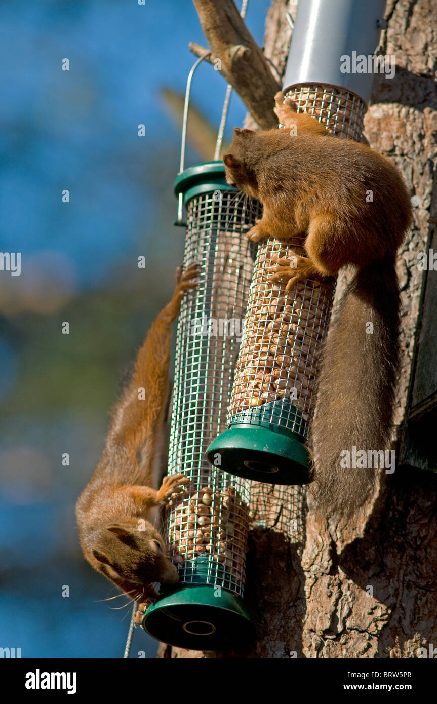 Les écureuils rouges appelée sur un point d'alimentation par un distributeur de peanut butter and jelly Friends dans une pinède du Speyside, Highland Ecosse. Banque D'Images