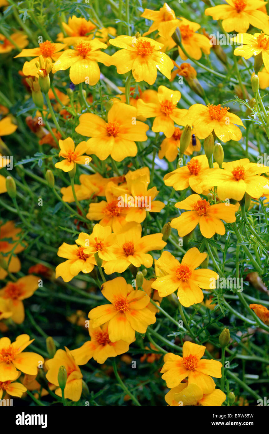 Tagetes Tenuifolia 'golden Gem' signata pumila Oeillet Signet fleur orange fleur plante annuelle Banque D'Images