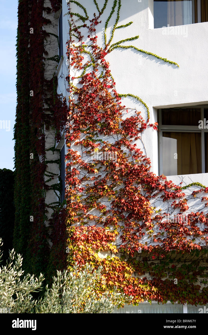 PARTHENOCISSUS TRICUSPIDATA. VIRGINIA CREEPER EN AUTOMNE Banque D'Images