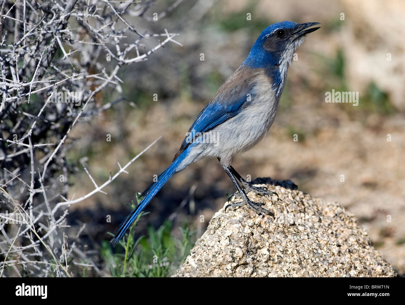 Scrub Jay de l'Ouest (Aphelocoma californica) dans la région de Joshua Tree National Park en Californie. Banque D'Images