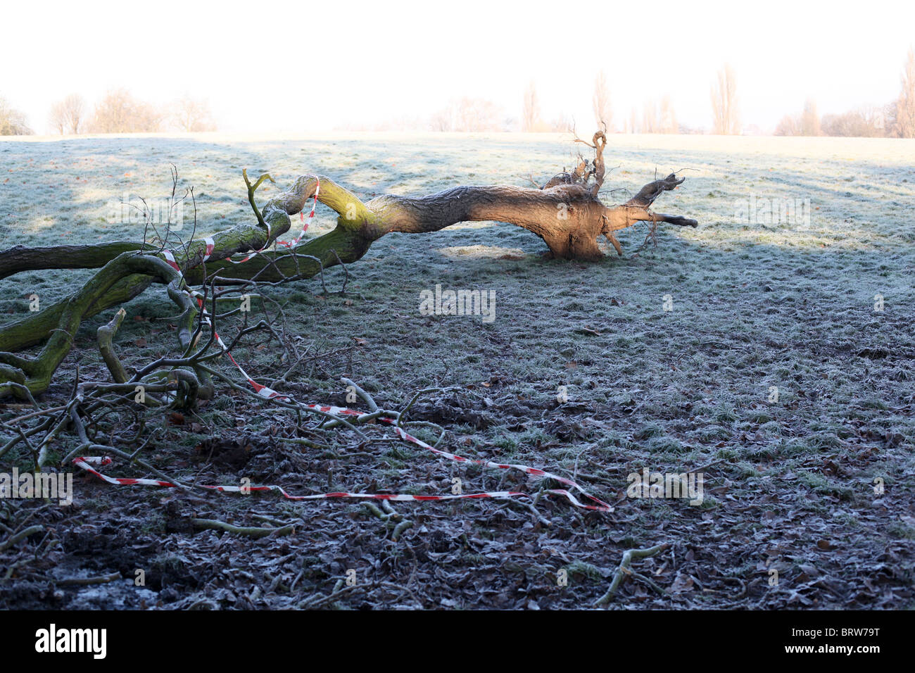 Arbre tombé avec ruban danger rouge et blanc Banque D'Images