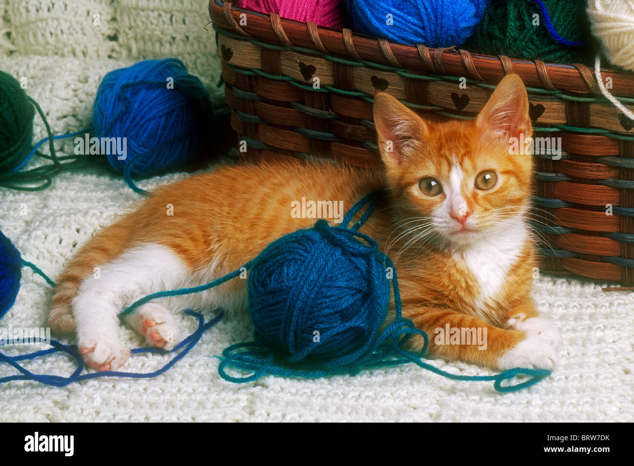 Mignon Bebe Chaton Tabby Jaune Photo Stock Alamy
