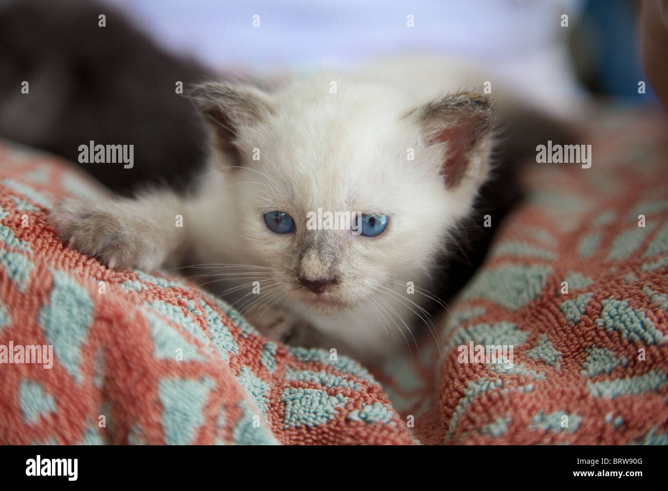 Un très jeune blue eyed cat abandonnée par sa mère , Thaïlande Banque D'Images