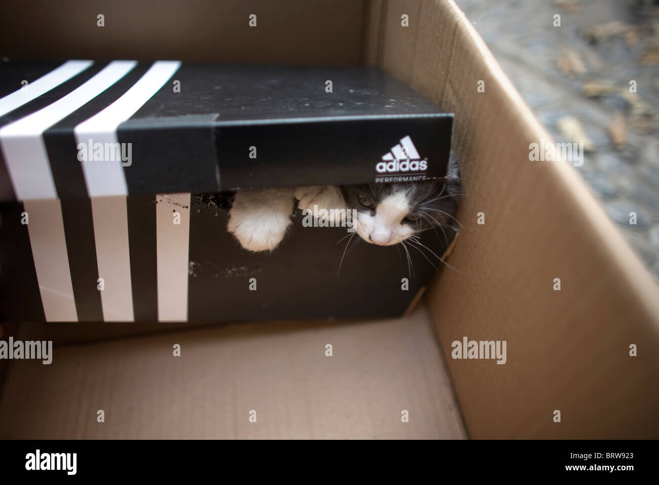 Empty shoe box Banque de photographies et d'images à haute résolution -  Alamy