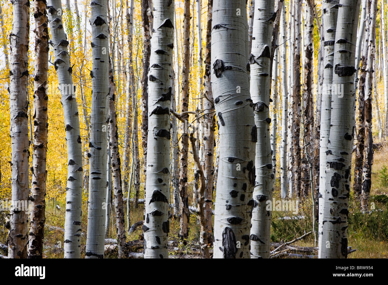 Aspen Trees in autumn, Greens Creek Trail, San Isabel National Forest, Colorado, USA Banque D'Images