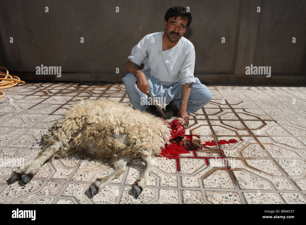 L'abattage halal en Afghanistan Banque D'Images