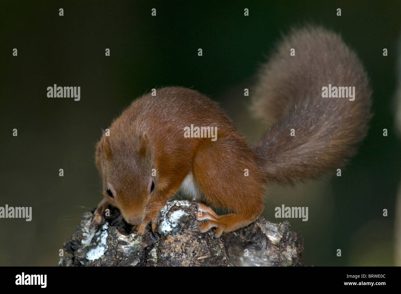 Les écureuils rouges appelée sur un point d'alimentation par un distributeur de peanut butter and jelly Friends dans une pinède du Speyside, Highland Ecosse. 6838 SCO Banque D'Images