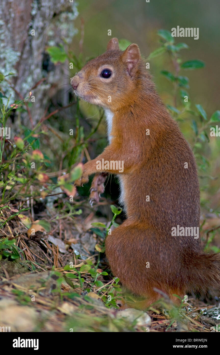 Les écureuils rouges appelée sur un point d'alimentation par un distributeur de peanut butter and jelly Friends dans une pinède du Speyside, Highland Ecosse. 6841 SCO Banque D'Images