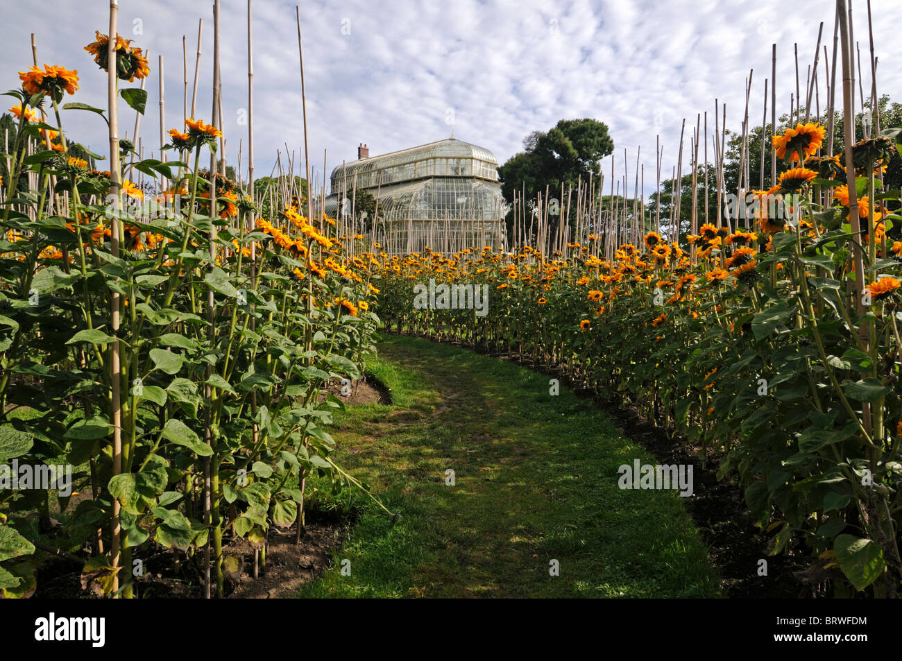 Helianthus annuus Tournesol soutien appuyé de labyrinthe de bambou train blossom botanic gardens Glasnevin Dublin Irlande Banque D'Images