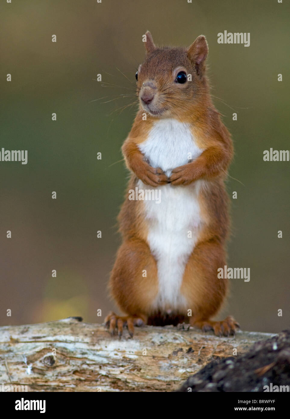 Les écureuils rouges appelée sur un point d'alimentation par un distributeur de peanut butter and jelly Friends dans une pinède du Speyside, Highland Ecosse. 6842 SCO Banque D'Images