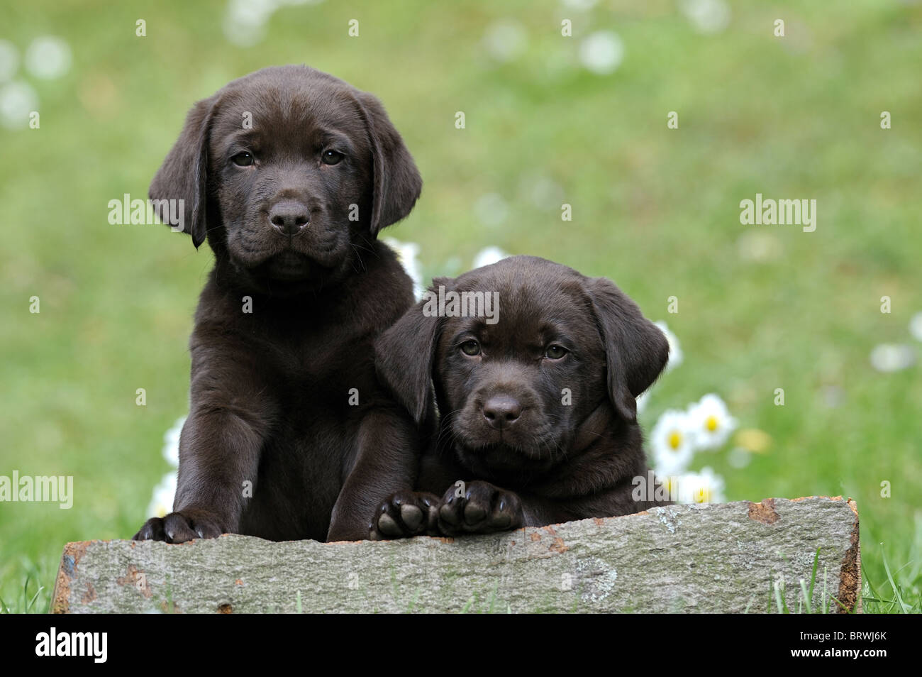 Labrador Retriever, labrador Chocolat (Canis lupus familiaris), deux chiots marron à plus d'un tronc d'arbre. Banque D'Images