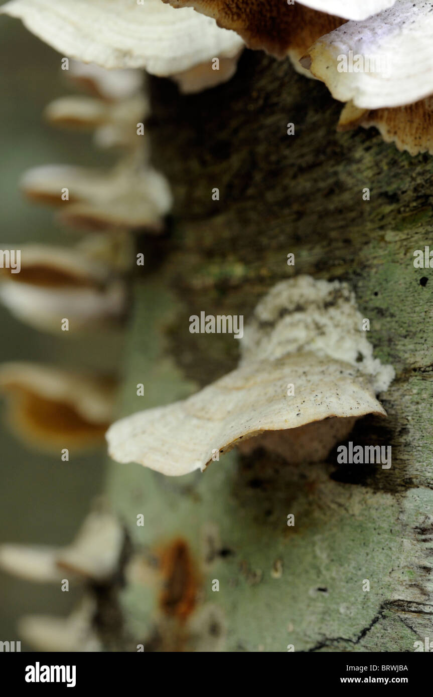 Plateau support de champignons champignon fruits fructification corps corps conk crève pourriture morts se décomposer de l'écosystème de l'arbre du bois en décomposition Banque D'Images