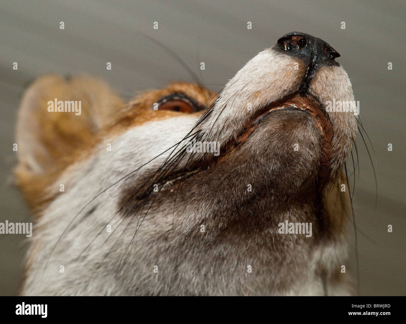 Renard Empaillé Avec Pie – Taxidermie – Excellent état
