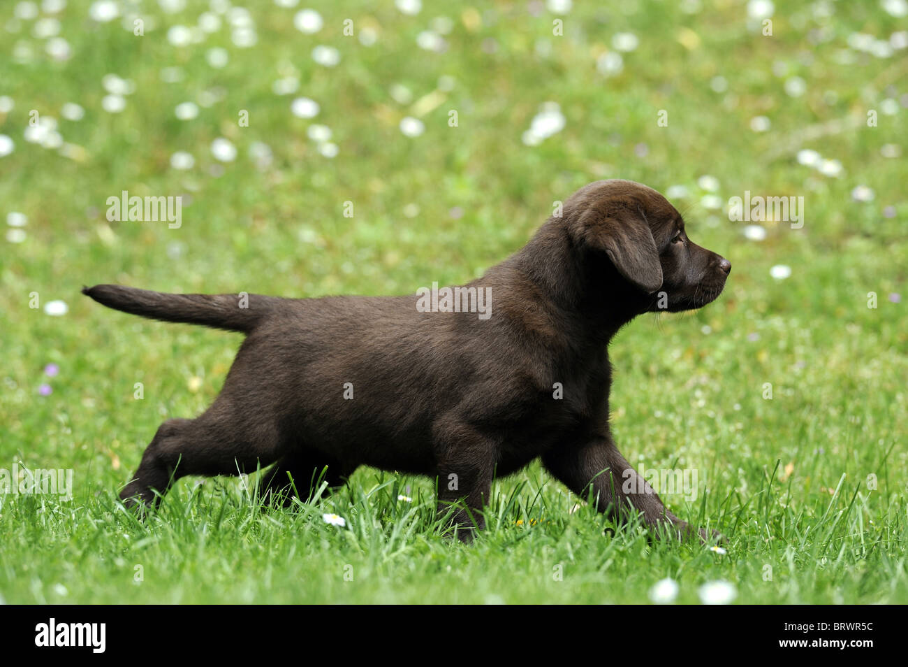 Labrador Retriever, labrador Chocolat (Canis lupus familiaris), brown puppy marcher sur une pelouse. Banque D'Images