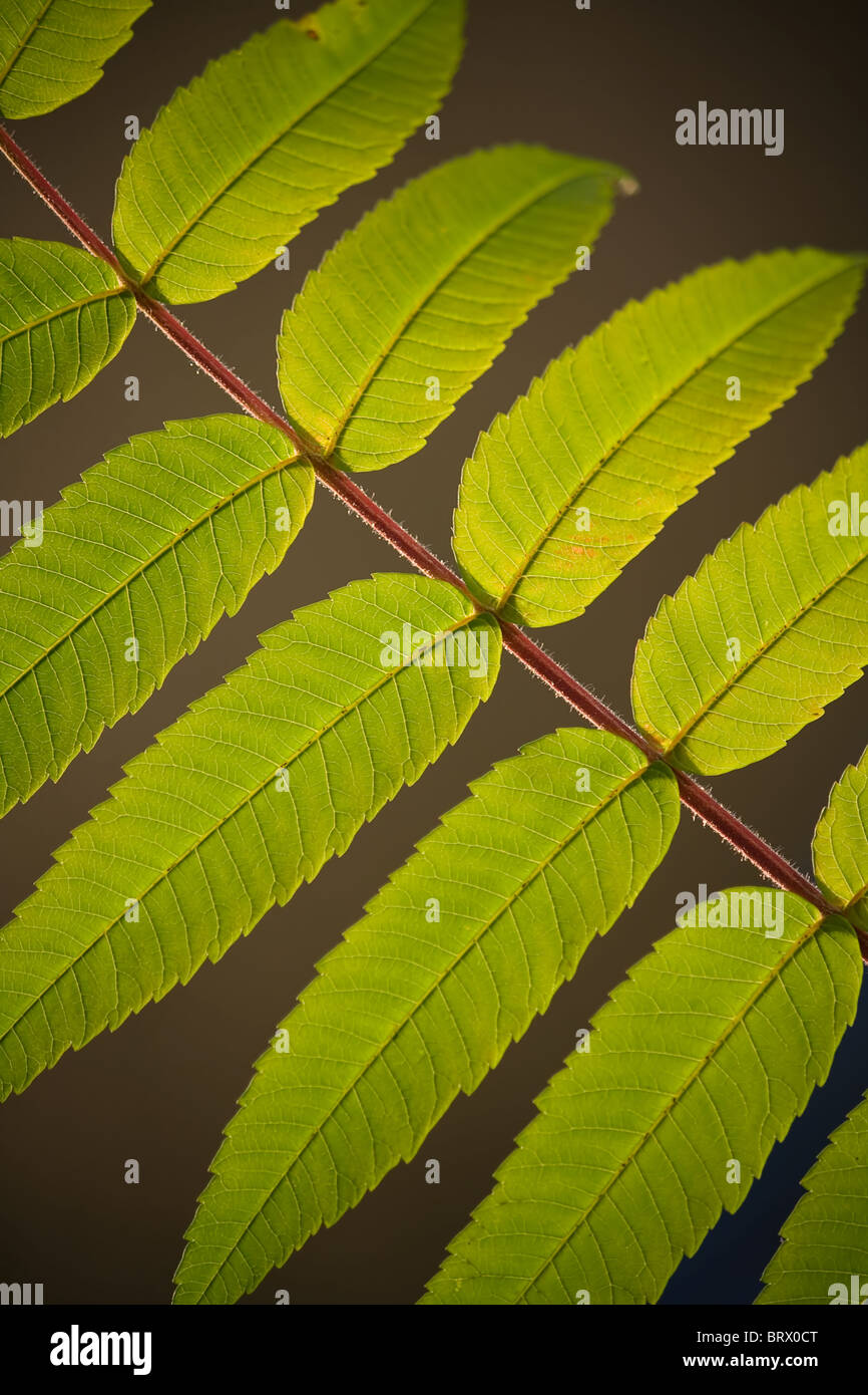 Branche avec feuilles vertes dans l'éclairage du soleil Banque D'Images