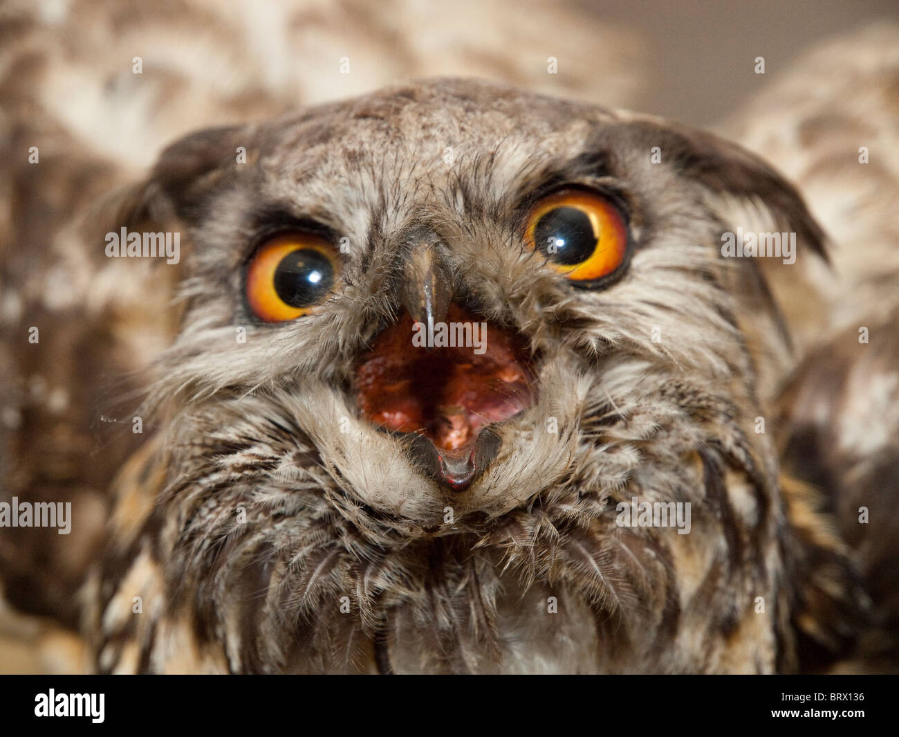 Close up d'un Grand-duc en peluche. Banque D'Images