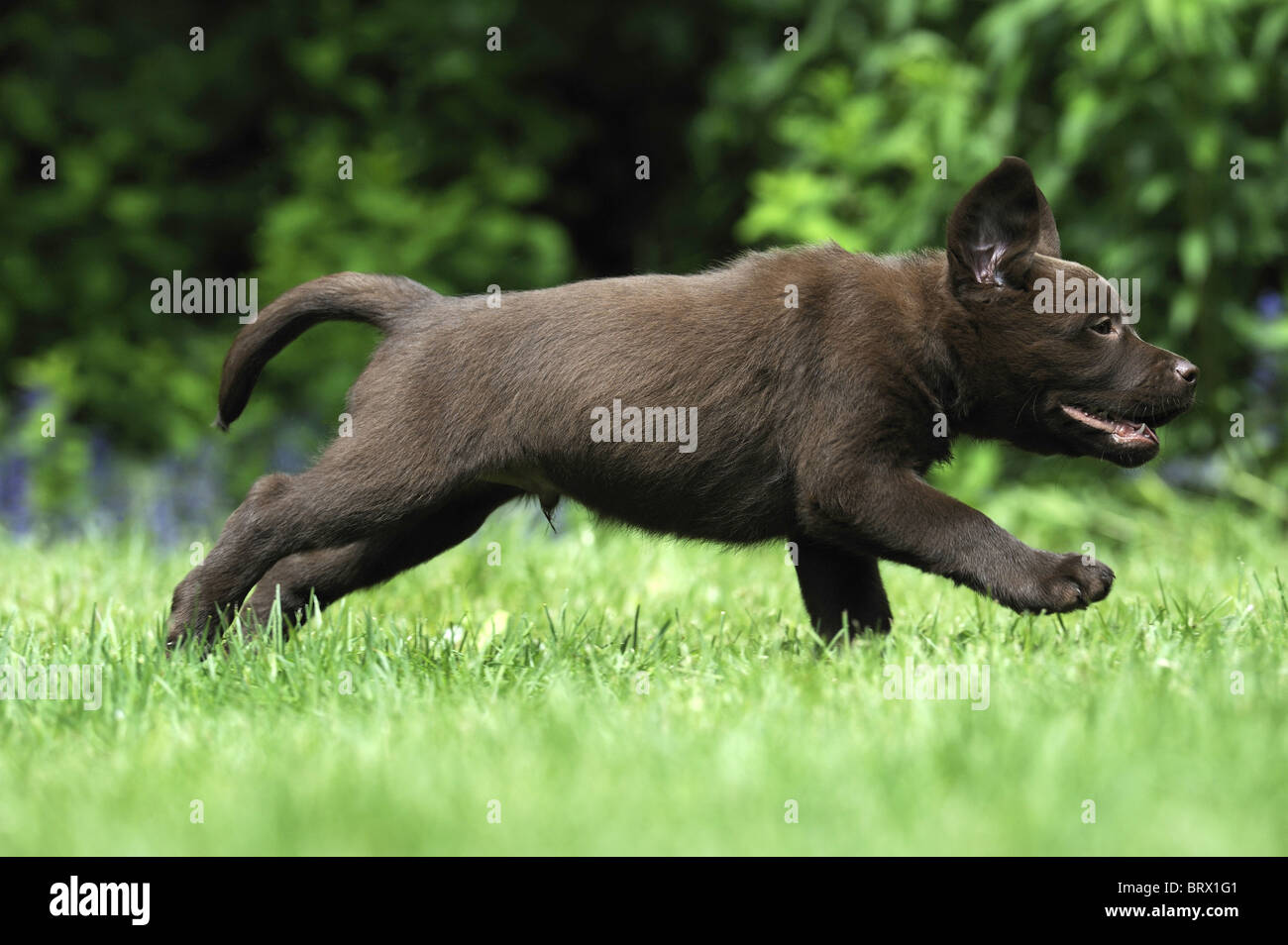 Labrador Retriever, labrador Chocolat (Canis lupus familiaris), brown puppy fonctionnant sur une pelouse. Banque D'Images