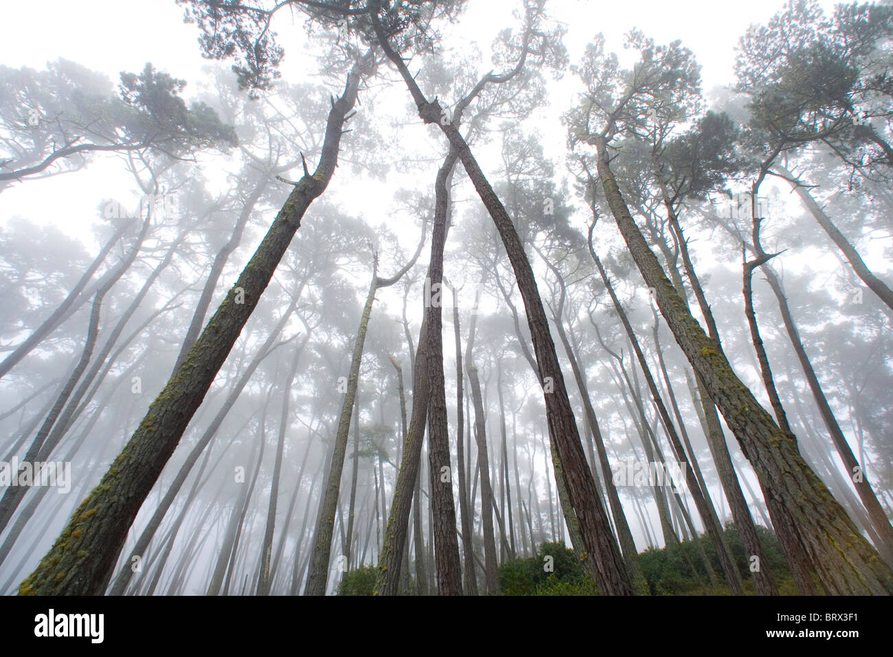 Le brouillard dans une forêt de pins de Monterey Banque D'Images