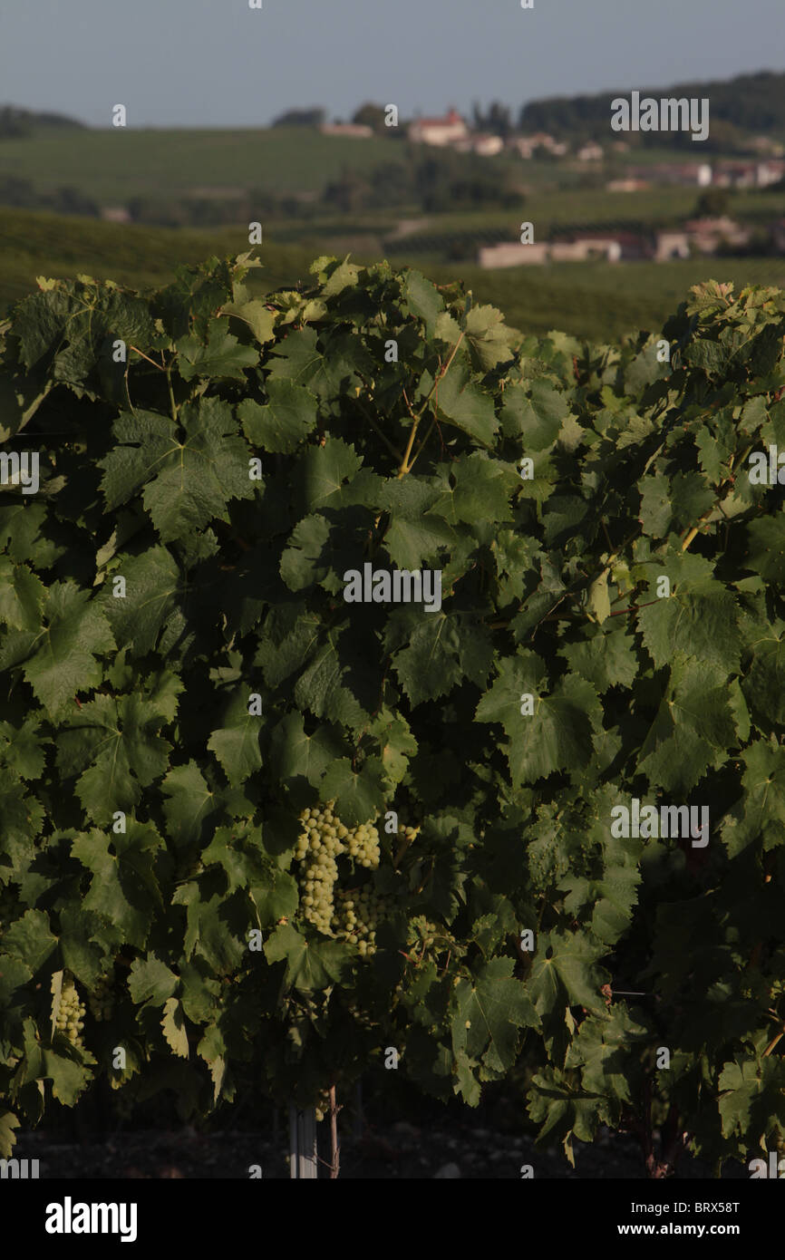 Vignoble de cognac, APPARTENANT À LA FAMILLE FRAPIN SITUÉE EN GRANDE CHAMPAGNE, SONNEVILLE-CAMPING NATURISTE LA GENÈSE, Charente (16), FRANCE Banque D'Images