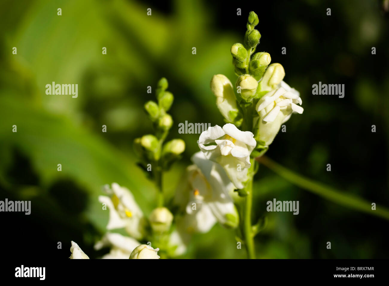 White Antirrhinums, mufliers, en fleurs Banque D'Images
