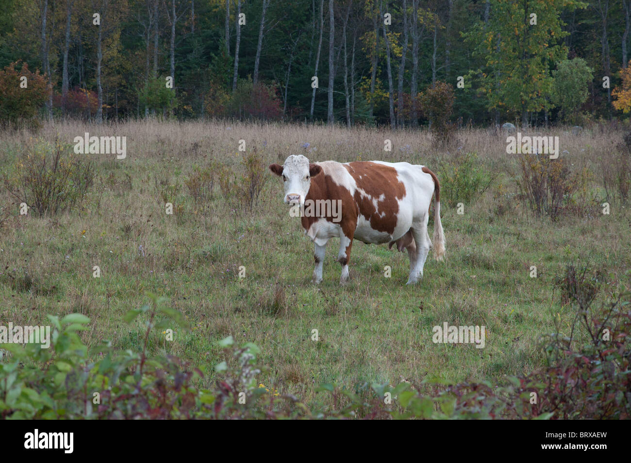 Une vache Simmental dans un pâturage de l'Île Manitoulin Banque D'Images