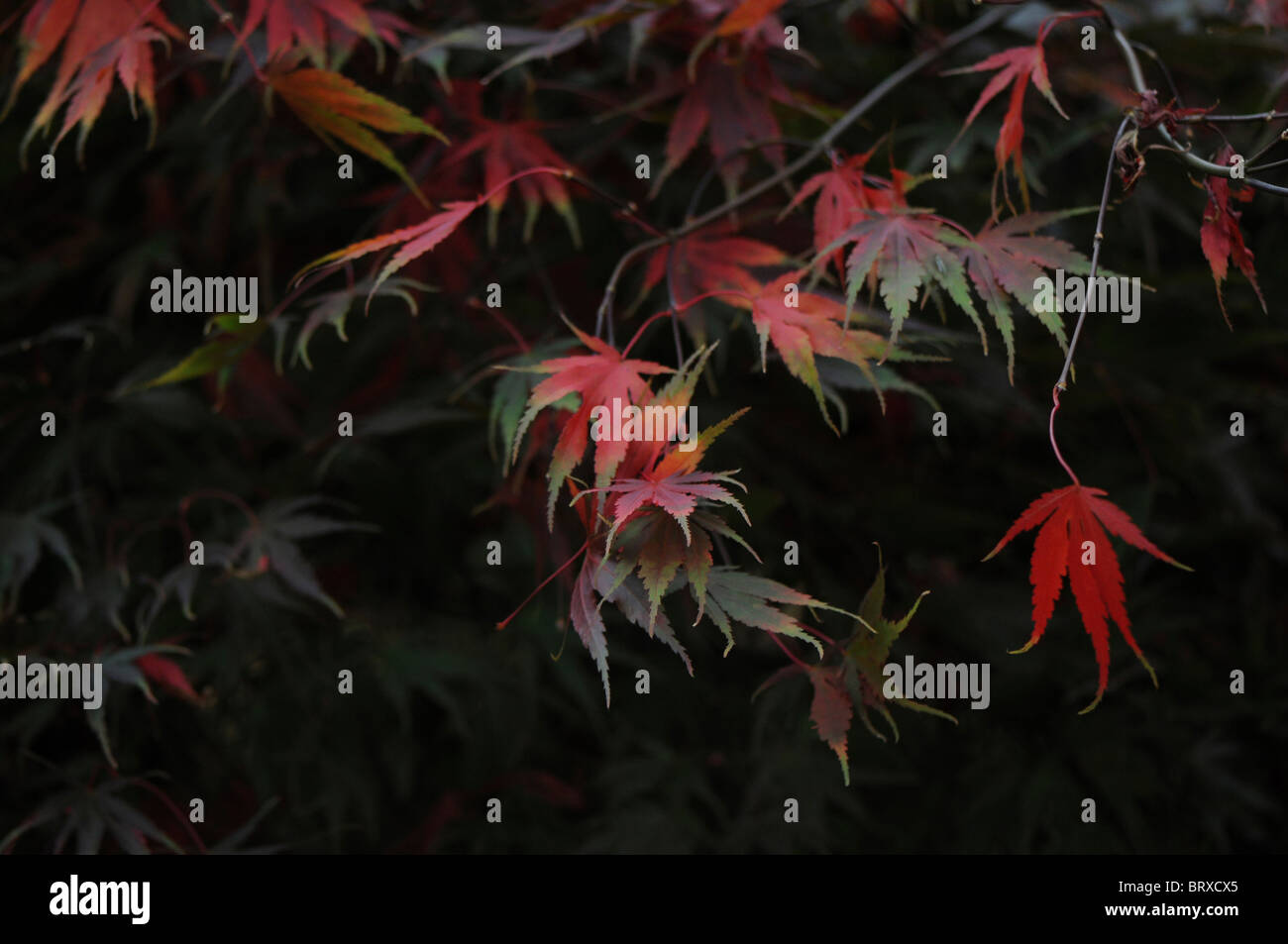 Close-up image de la belles couleurs d'automne de l'érable arbre feuilles japonais aussi connu sous le nom de l'Acer palmatum. Banque D'Images