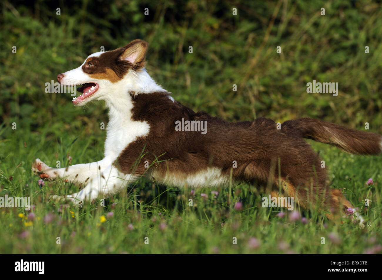 Berger Australien (Canis lupus familiaris). Jeune chien qui court sur une prairie. Banque D'Images