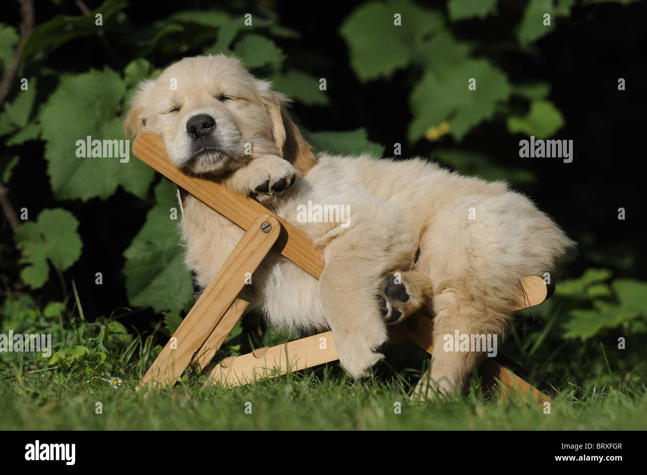 Golden Retriever (Canis lupus familiaris), chiot dormir dans une chaise longue des poupées. Banque D'Images