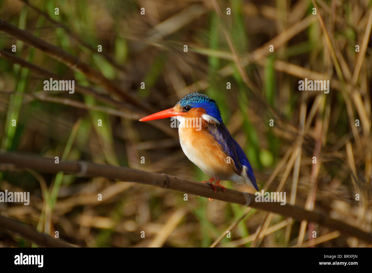 Martin-pêcheur huppé (Alcedo cristata) sur la rivière Okavango, Namibie, Afrique Banque D'Images