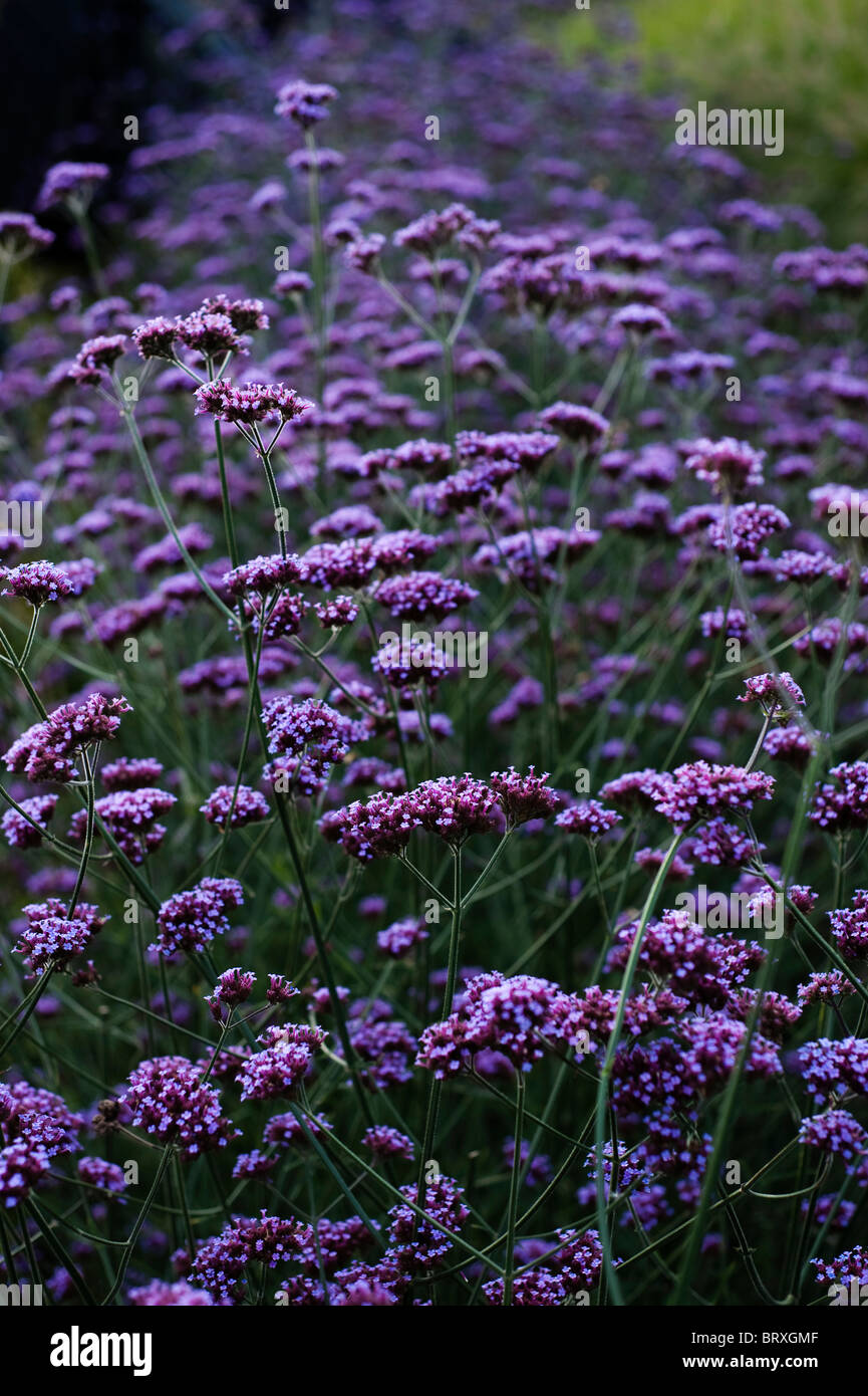 Verbena bonariensis Verveine argentin, en pleine croissance, à l'Eden Project à Cornwall, Royaume-Uni Banque D'Images